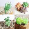 Vibrantly Colored Mini Artificial Succulents For Stylish Floral Office Decor