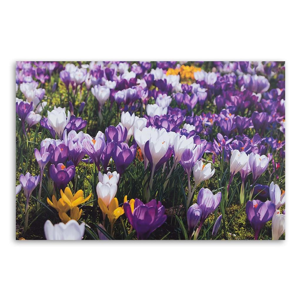 Leinwandbild Krokus-Blumenwiese Natur