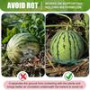 Watermelon Support Holder Round Plant Supports Garden Vegetable Harvest Basket Protector Climbing Rack Garden Supplies