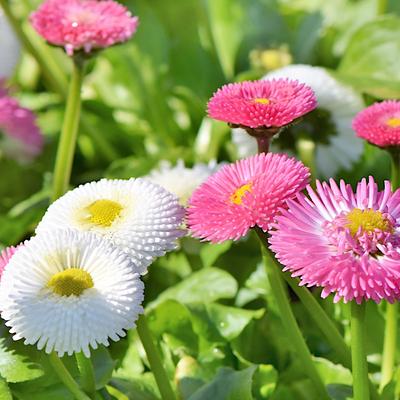 Semi-double Daisy, Durable Mixture, Beautiful Flower Seeds for the Garden, 0.1g