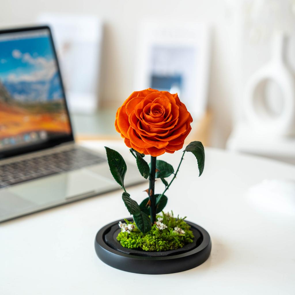 Unsterbliche Blume, die Rose des kleinen Prinzen, echte Blume getrocknete Blume, hochwertiges Fertigprodukt, Geschenk zum Geburtstag und Valentinstag für den Freund.