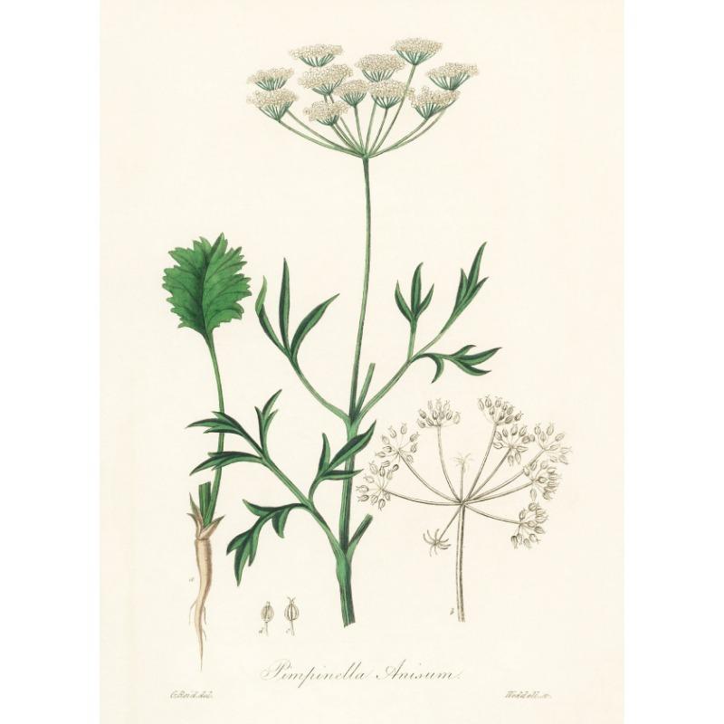 

Винтажный Ботанический Современный Постер с Искусством Полевых Цветов Холст Живопись Настенные Принты Картина для Гостиной Домашний Декор 21cm×30cm NoFrame