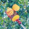 Fruit Picker Fruit Picking Artifact High-Altitude Picking Tool High-Altitude Fruit Picker Fruit Picking Tool