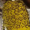 Outdoor Yellow 5pcs Sticky Glue Flying Pest Insect Papers Traps Catchers Bugs