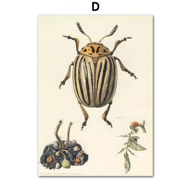 Vintage Beetle Insect Poster Specimen Retro Illustration Wall Art Canvas Painting Posters and Prints Picture for Living Room No Frame