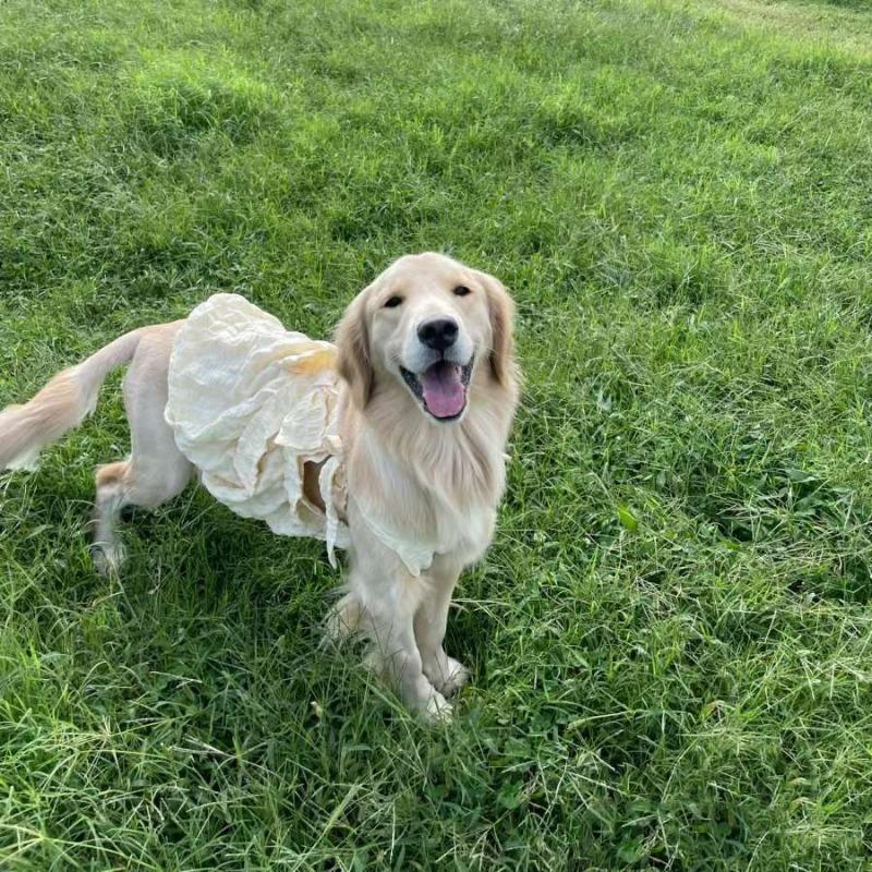 

Большая одежда для собак принцесса новое платье милая романтичная юбка питомец собака средняя большая собака милый ветер 7XL chest 100 back 64 about 56-37.5 kg