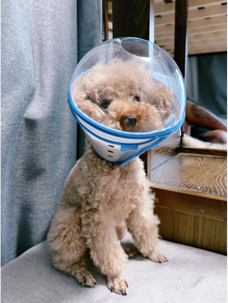 Anti-Leck- und Beiß-Elizabeth-Kragen für kleine Hunde - Vertiefte Kopfbedeckung Maulkorb zum Spazierengehen