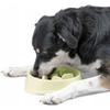 Slow Food Bowl for Dogs and Cats