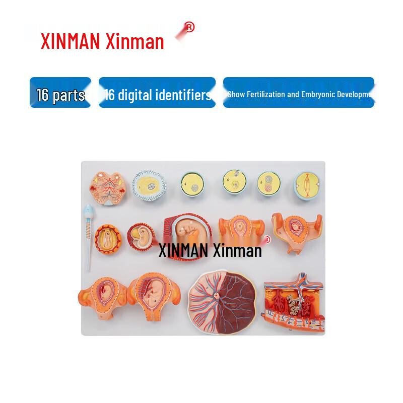 Xinman 16-Part Fertilization and Early Embryo Development Model