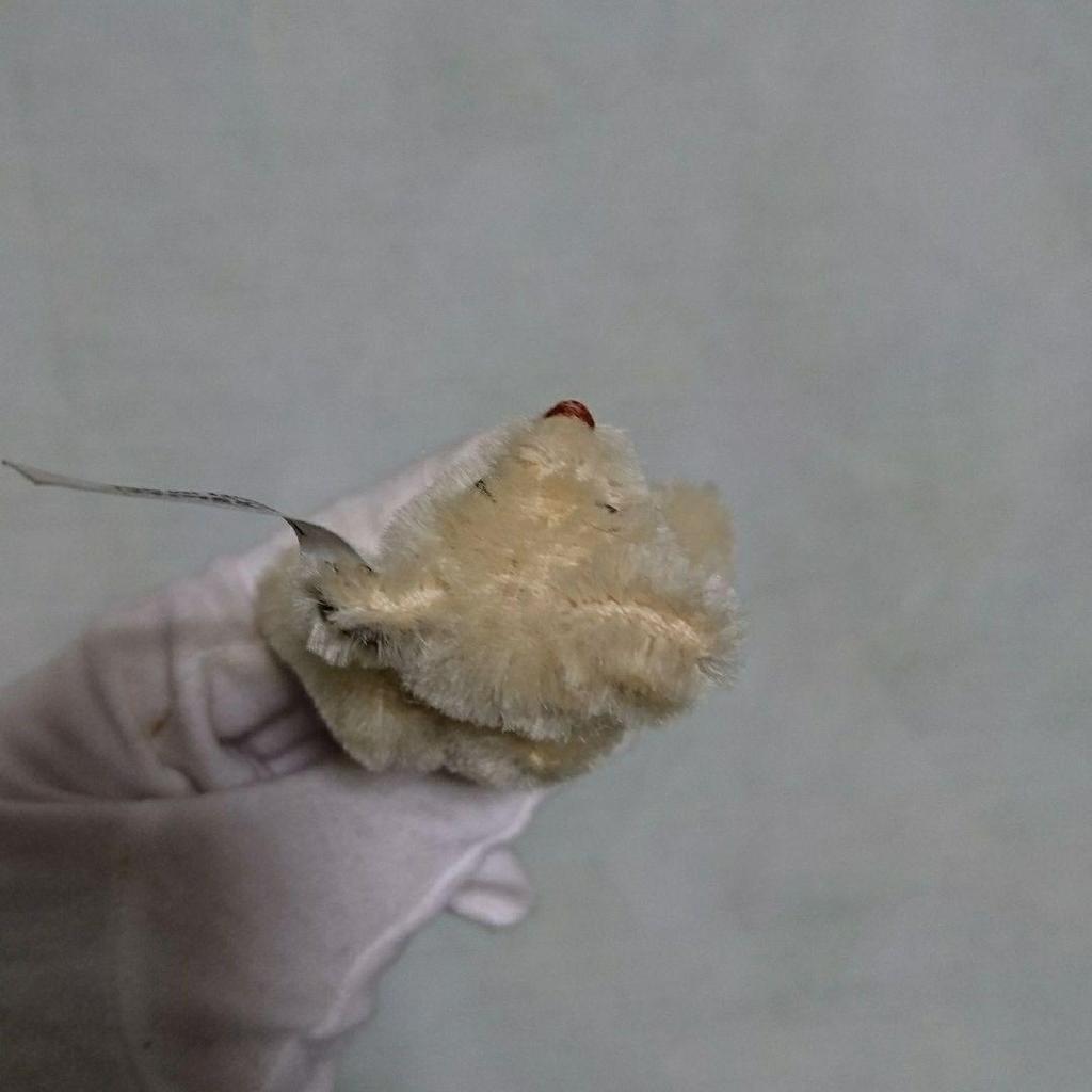 [USED] Steiff Teddy Bear