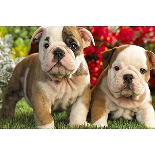 

5D Алмазная картина Вышивка крестом Собака Полный круглый дрель Diy Алмазная вышивка Мозаика Горный хрусталь Full Round 20x30CM