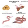 Mini Animal Growth Cycle Toys: Butterfly, Rooster, Ant, Frog, Sea Turtle, Dragonfly