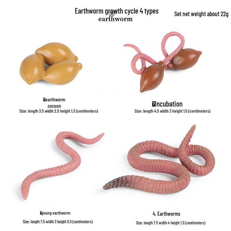 Mini Animal Growth Cycle Toys: Butterfly, Rooster, Ant, Frog, Sea Turtle, Dragonfly