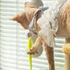 Intelligent Interactive Cat Stick Pro with Replaceable Prey Tail Suitable for Automatic Swing Durability In Multi Cat Households