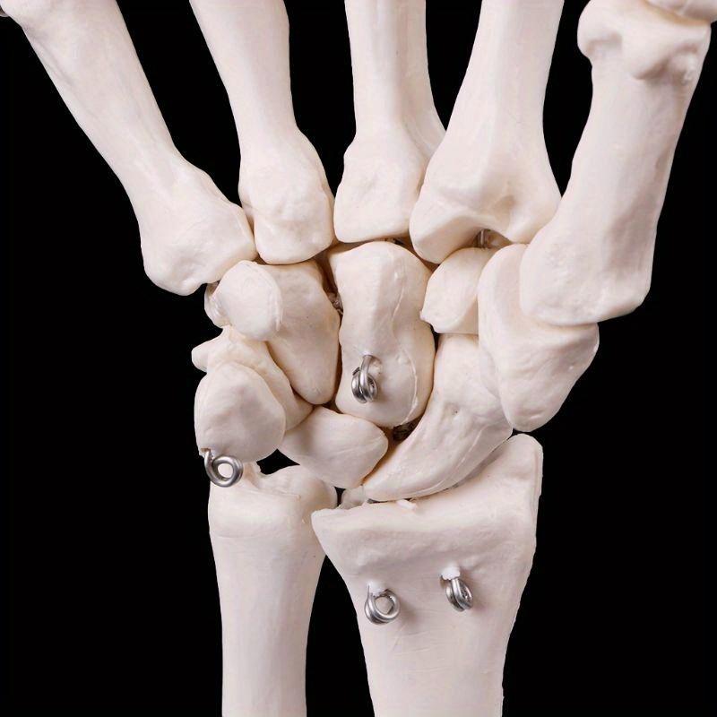 Medical Props Model Free Postage Hand Joint Anatomical Skeleton Model Human Medical Anatomy Study Tool Life Size