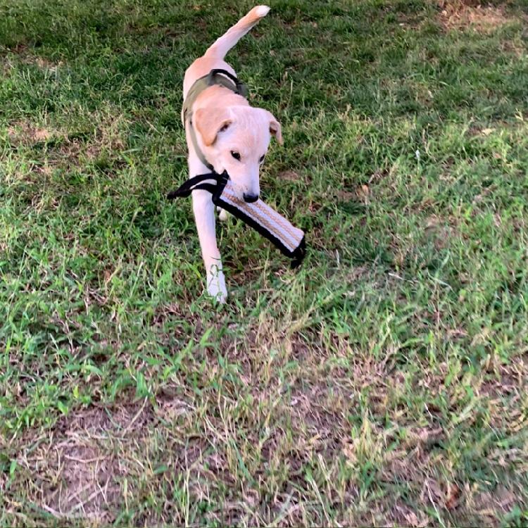 Durablity and Tear Resistant Dogs Training Chew Toy for Indoor Outdoor Play