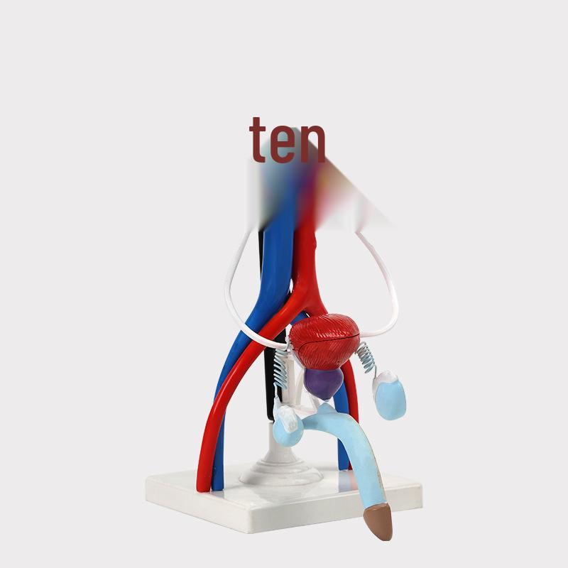 Qinghua Human Reproductive System Anatomy Model - Urology and Urinary System Demonstration Instrument