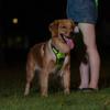 LED Flashing Dog Vest with USB Charging and Explosion-Proof Design