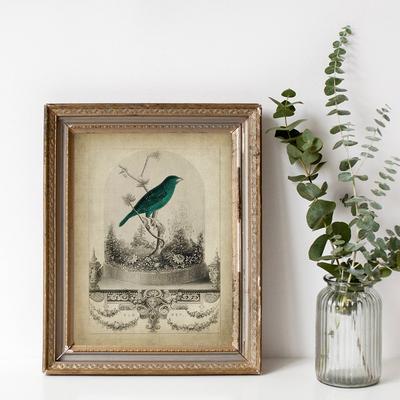 Vintage Bird Print Victorian Animal Illustration Poster Naturalist Wall Art Canvas Painting Our Pet Vivarium Pictures Home Decor