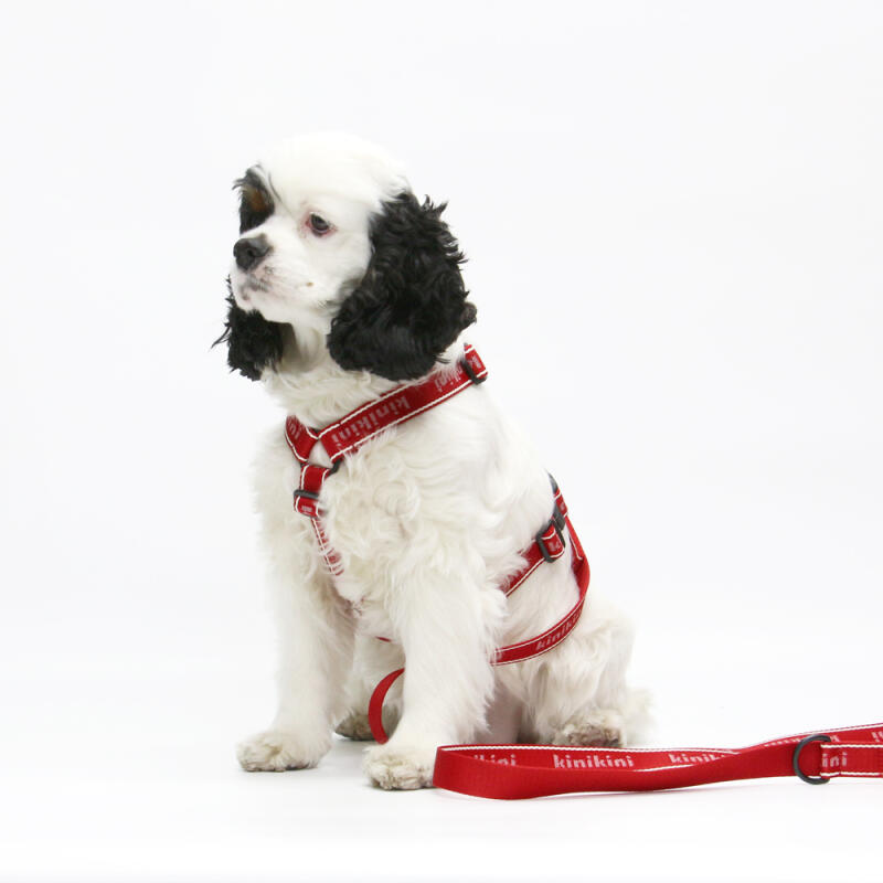 

KINIKINI Original Logo H-Type Harness + Leash Set L-XL