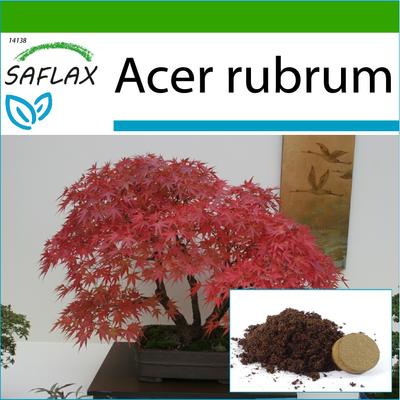 Bonsai - Red Maple - 20 Seeds - With Potting Substrate for Better Cultivation - Acer Rubrum