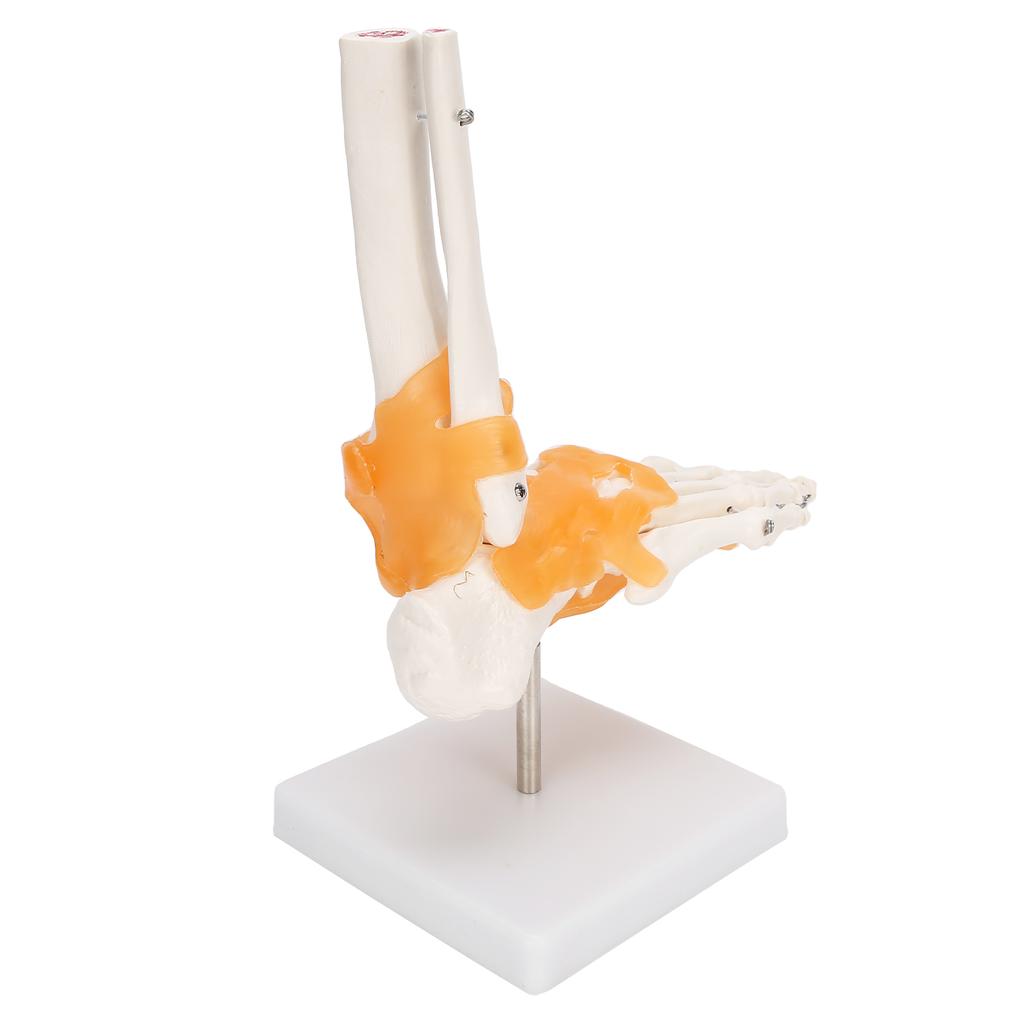 1:1 Human Foot Ankle Bone Skeleton Structure Model Foot Joint Model with Ligaments
