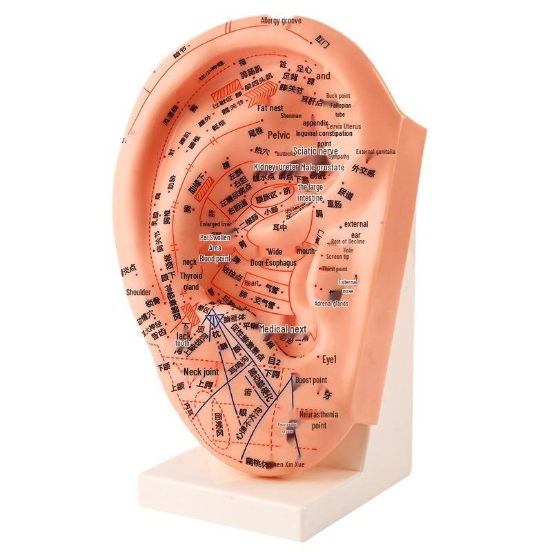 Ultra-Clear Extra Large Ear Acupuncture & Reflexology Model with Multi-Hole Acupoint Diagram
