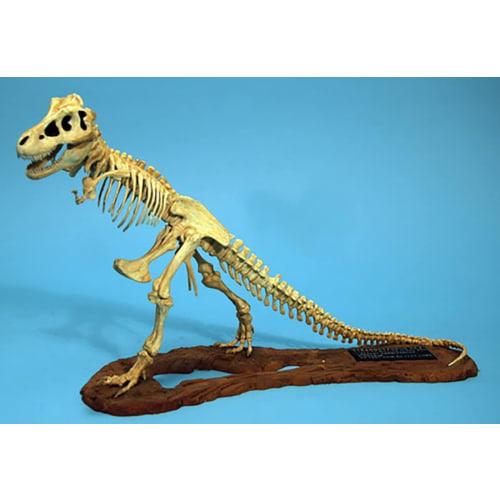 GLEMCOE MODELS 1/24 Tyrannosaurus Skeleton Plastic Model GM07906 Molded In Color