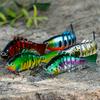 Fishing Lure Multi Jointed Hard Bait Artificial Bait Wobblers 6 Segments Swimbait Jigging Lures