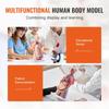 Human Body Model, 23 Parts 18 inch, Human Torso Anatomy Model Unisex Anatomical Skeleton Model with Removable Organs, Educational Teaching Tool for