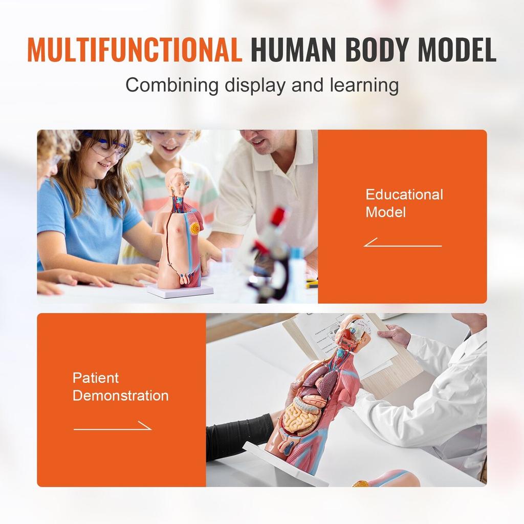 Human Body Model, 23 Parts 18 inch, Human Torso Anatomy Model Unisex Anatomical Skeleton Model with Removable Organs, Educational Teaching Tool for