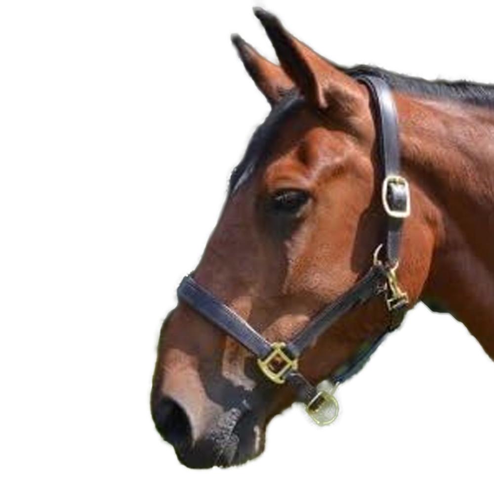 Gallop Premium Leather Padded Horse Headcollar