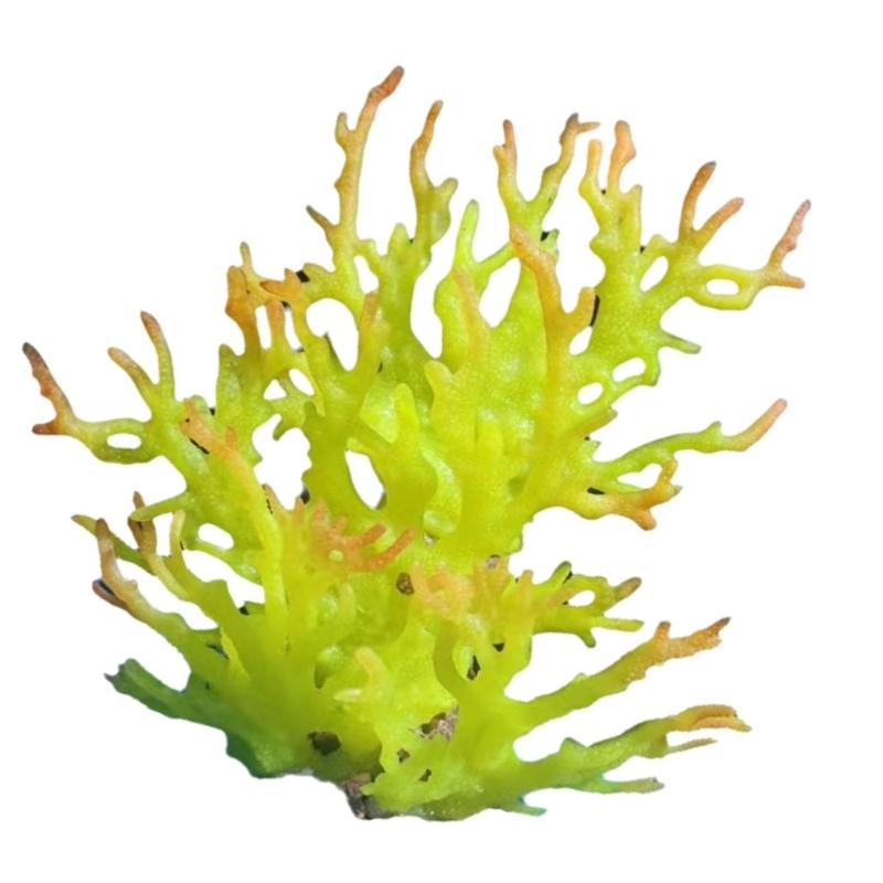 Water Plant Tree for Fish Tanks Aquarium Decorations Beautiful Appearance Artificial Plant Tree Multicolored Coral