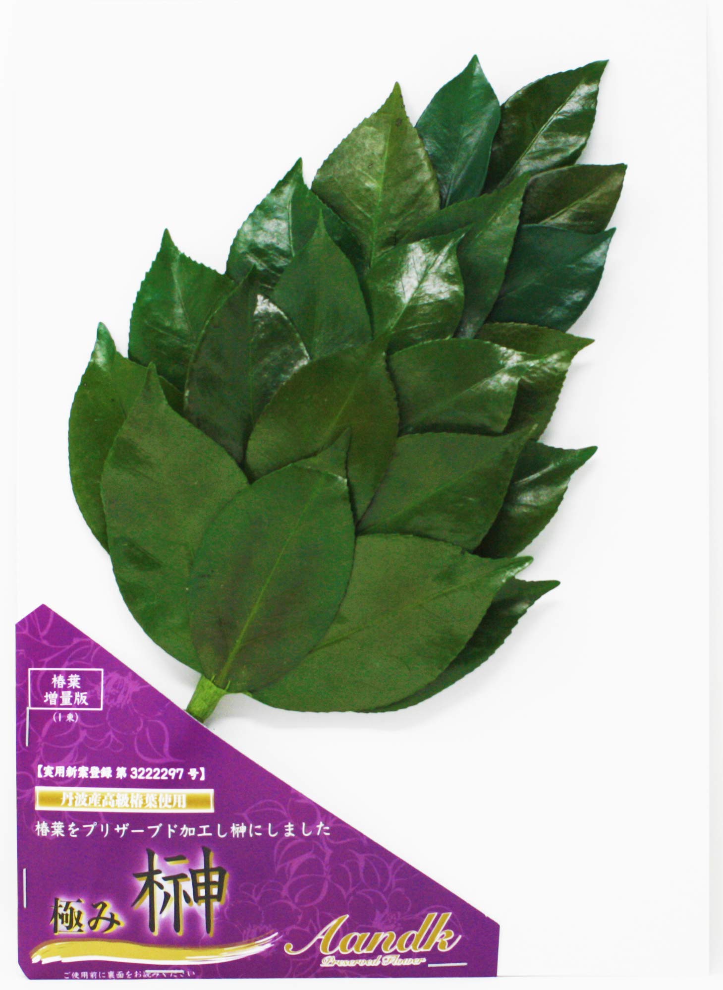 

[A&K] Economical Sakaki Tree, Won t Rot Even in the Heat, Kiwami Sakaki MV, Extra Thick Camellia Leaf, Medium Size, Made with Natural Japanese Sakaki