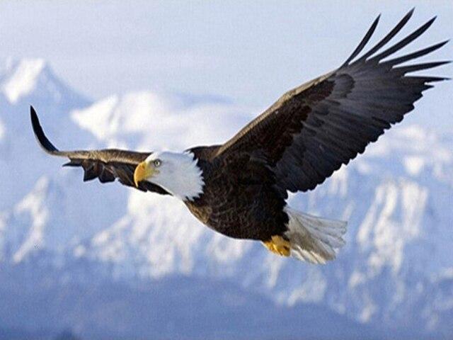 DIY Diamond Embroidery Animal 5D Diamond Painting Kits Eagle Cross Stitch Beaded Embroidery Rhinestones Art Wall Decor