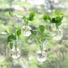 4pcs/set Self-Watering Plant Hydroponic Vase with Suction Cups Mini Flower Pot  Living Room