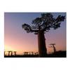 Alex Hyde Baobab-Bäume - Madagaskar Druck