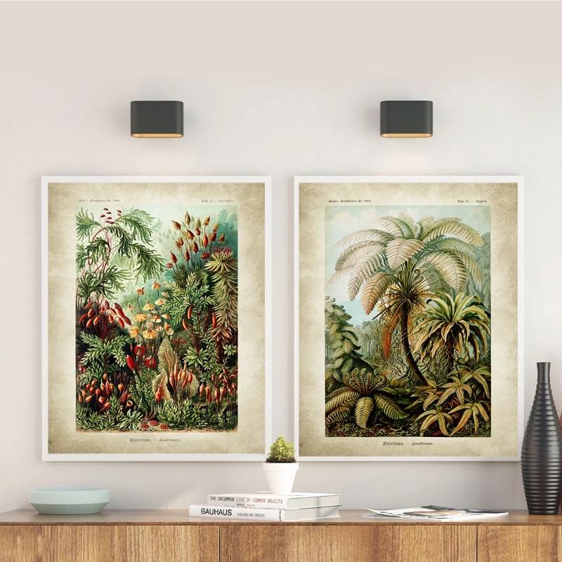 Vintage Ernst Haeckel Biology Poster Hummingbird Palm Tree Botanical Wall Art Prints Plant Canvas Painting Office Home Decor