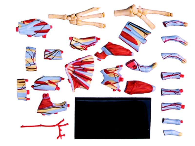 4D Human Anatomy Model Hand Puzzle 626009 by Fame Master, a 4D master educational STEM toy.
