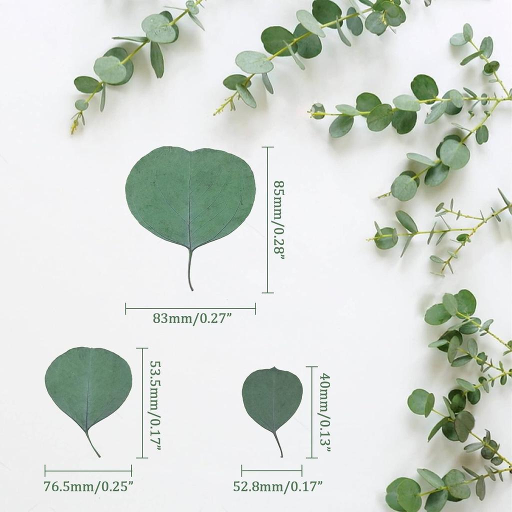 300PCS+ Real Eucalyptus Leaves for Shower - Sukh Dried Eucalyptus Leaves for Shower Fresh Shower Plant Eucalipto Para Decoracion Preserved Flower