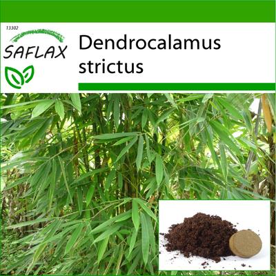 Calcutta Bamboo - 50 semen - Se substrátem pro lepší pěstování - Dendrocalamus strictus