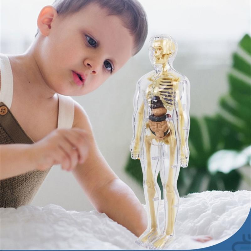 Educational Human Body Anatomy Model Clear Anatomical Human Skeleton Model with Detachable Organs Biology Teaching Tool