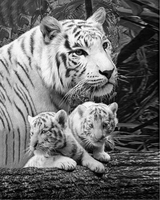 5D DIY Diamantmalerei Voll Quadrat Schwarz Weiß Tiere Diamantstickerei Löwe Tiger Mosaikbild aus Strass Dekor Geschenk