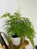 Lazy Hydroponic Flower Pot Automatic Water-Absorbing Flowerpot Transparent Double Layer Plastic Self Watering Planter Office