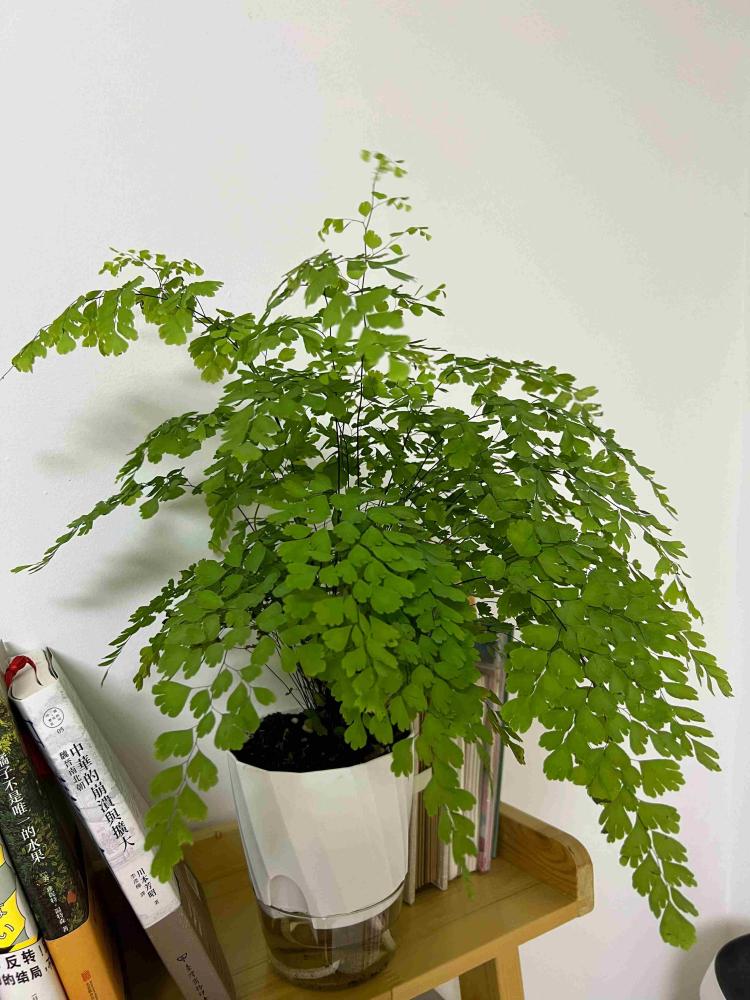 Lazy Hydroponic Flower Pot Automatic Water-Absorbing Flowerpot Transparent Double Layer Plastic Self Watering Planter Office