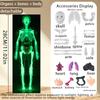 Modello Struttura Corpo Umano Smontabile Assemblato per Bambini, Scheletro Intero, Scheletro Organi, Giocattolo Simulazione Anatomia Medica