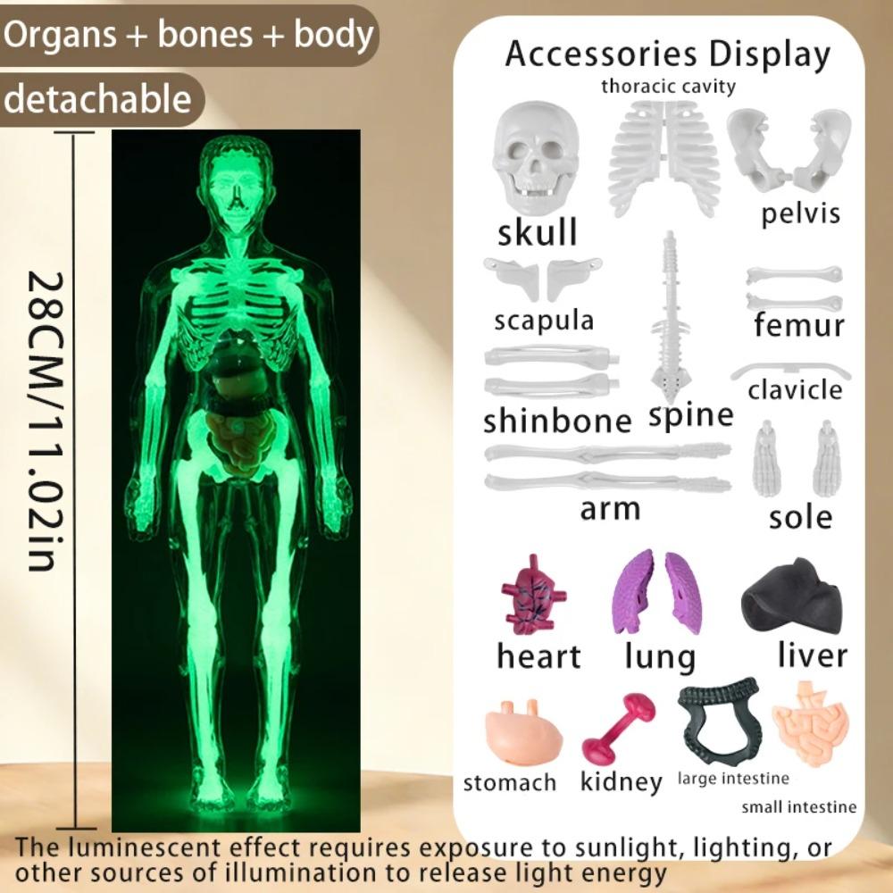 Modello Struttura Corpo Umano Smontabile Assemblato per Bambini, Scheletro Intero, Scheletro Organi, Giocattolo Simulazione Anatomia Medica