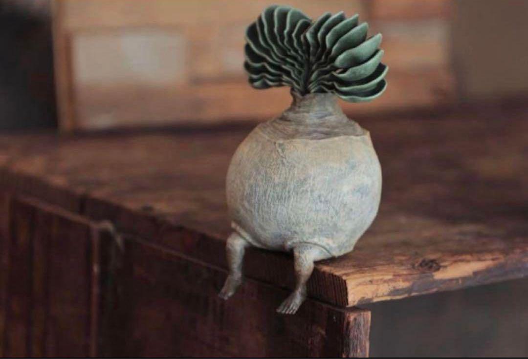 

[Б/У] OZWRT TheCaudexMan БуфанеМэн размер SS