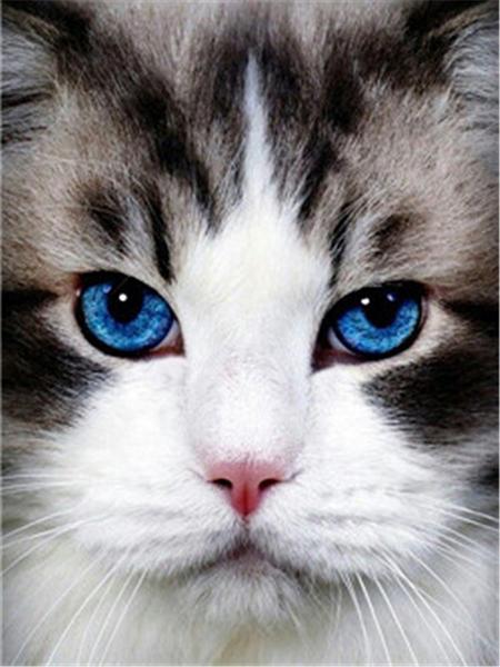 Diamond Painting Cat 5D DIY Diamond Embroidery Sale Cross Stitch Animals Rhinestones Mosaic Kit Home Decoration