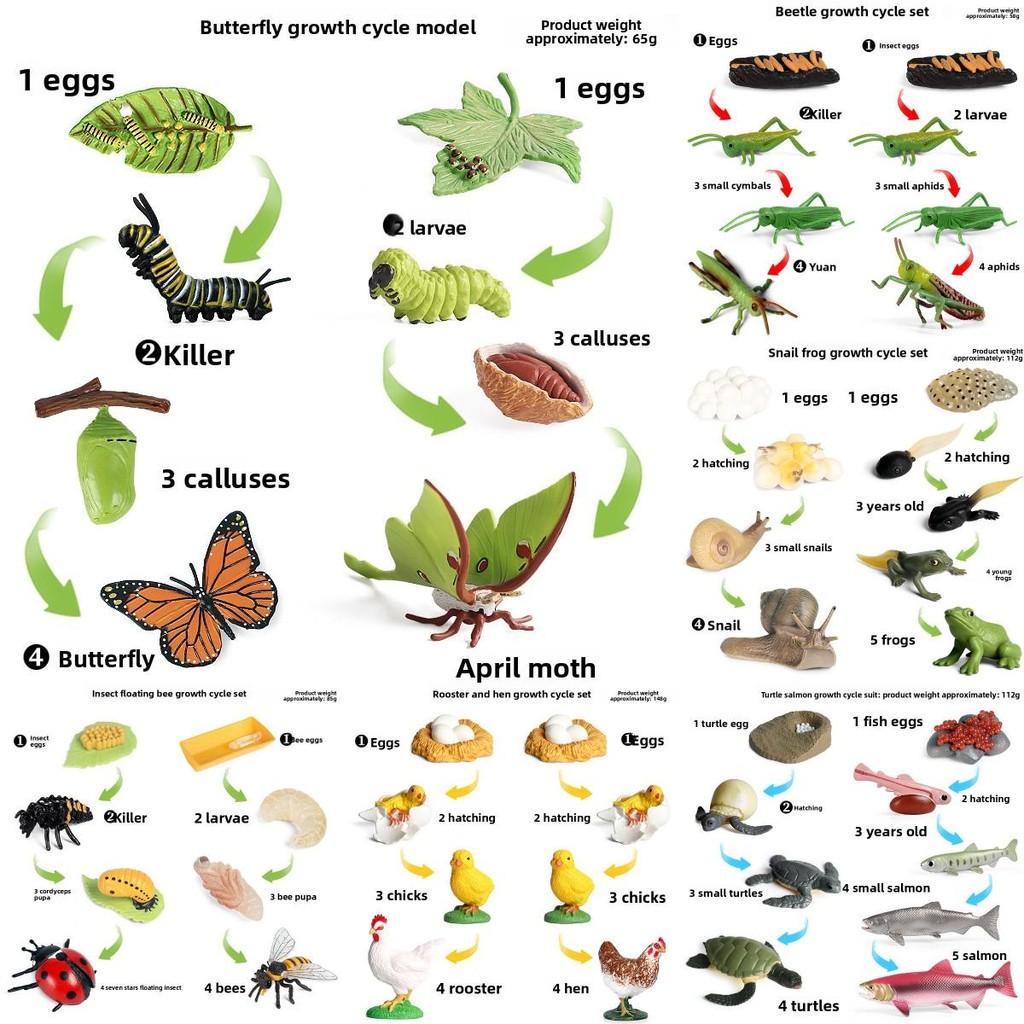 Insect Growth Cycle Model Set With Plastic Materials For Educational Kids Science Toys